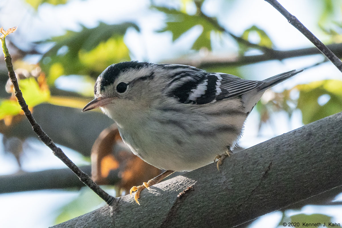 b_and_w_warbler-04.jpg
