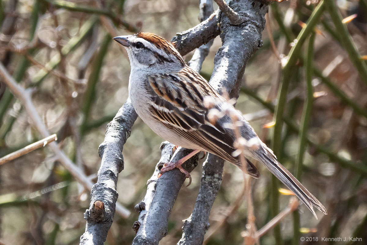 chipping_sparrow-01.jpg