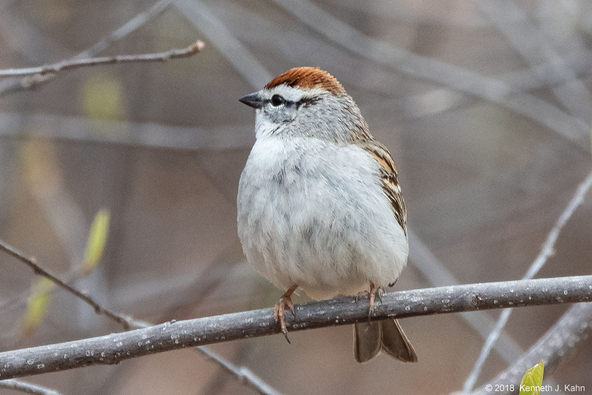 chipping_sparrow-02.jpg