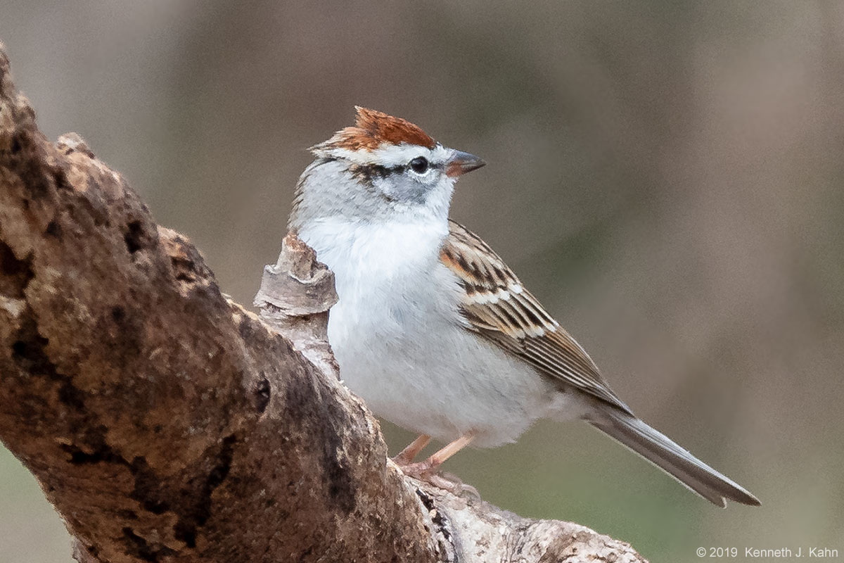 chipping_sparrow-04.jpg