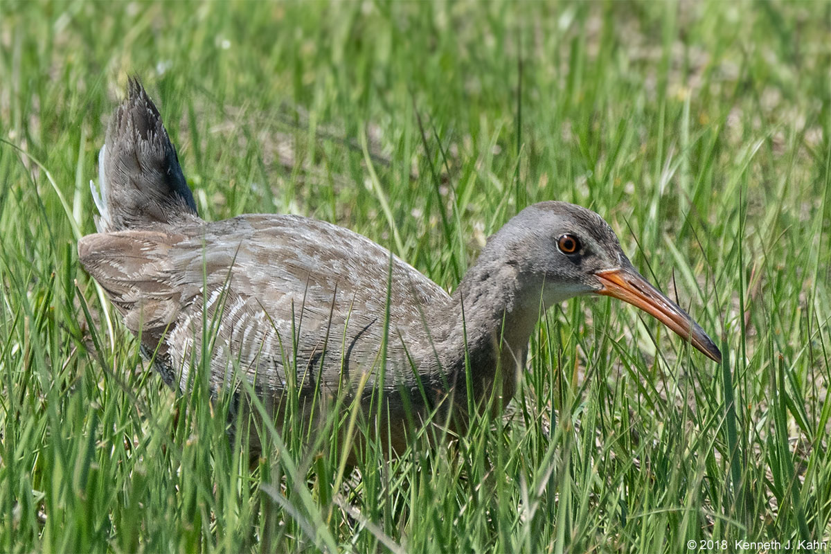 clapper_rail-3.jpg