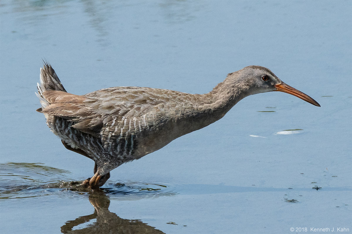 clapper_rail-4.jpg