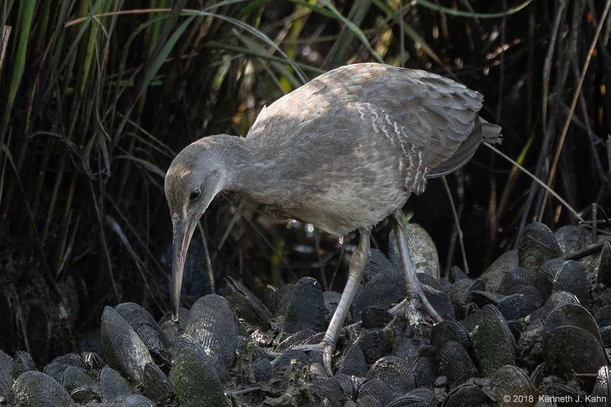 clapper_rail-7.jpg