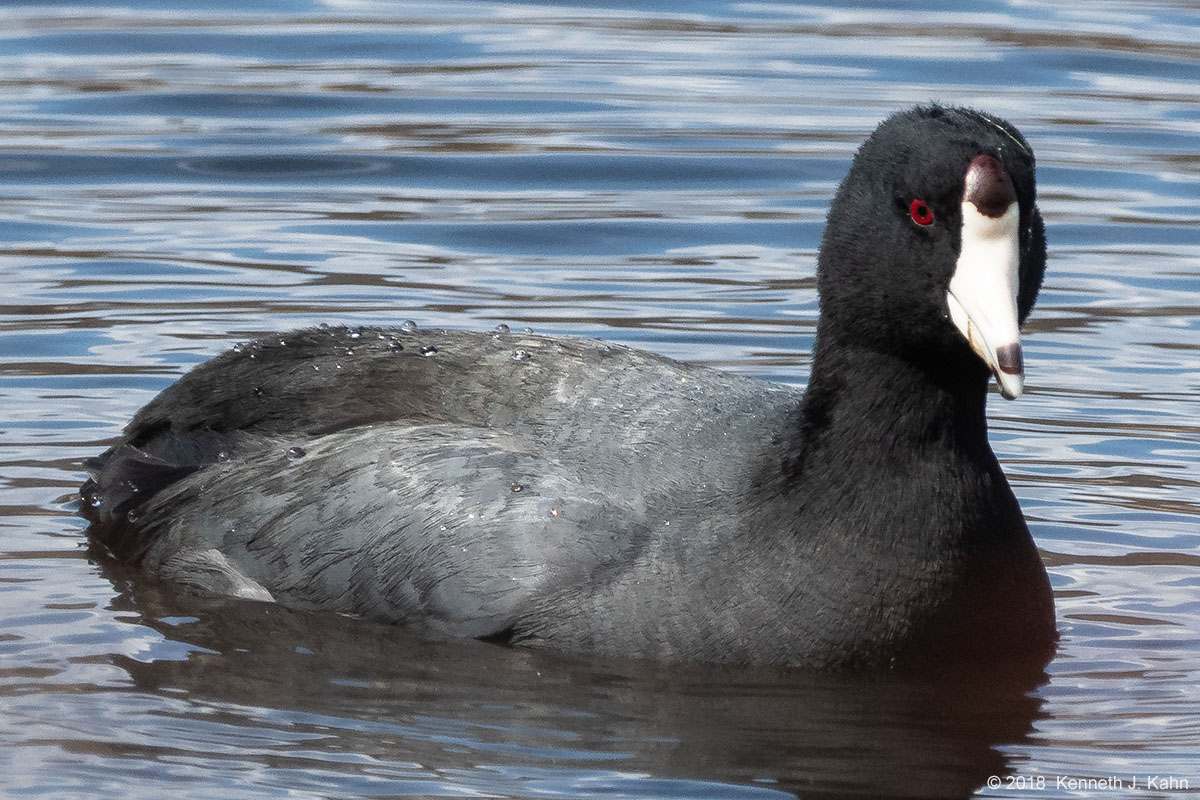 coot-5.jpg