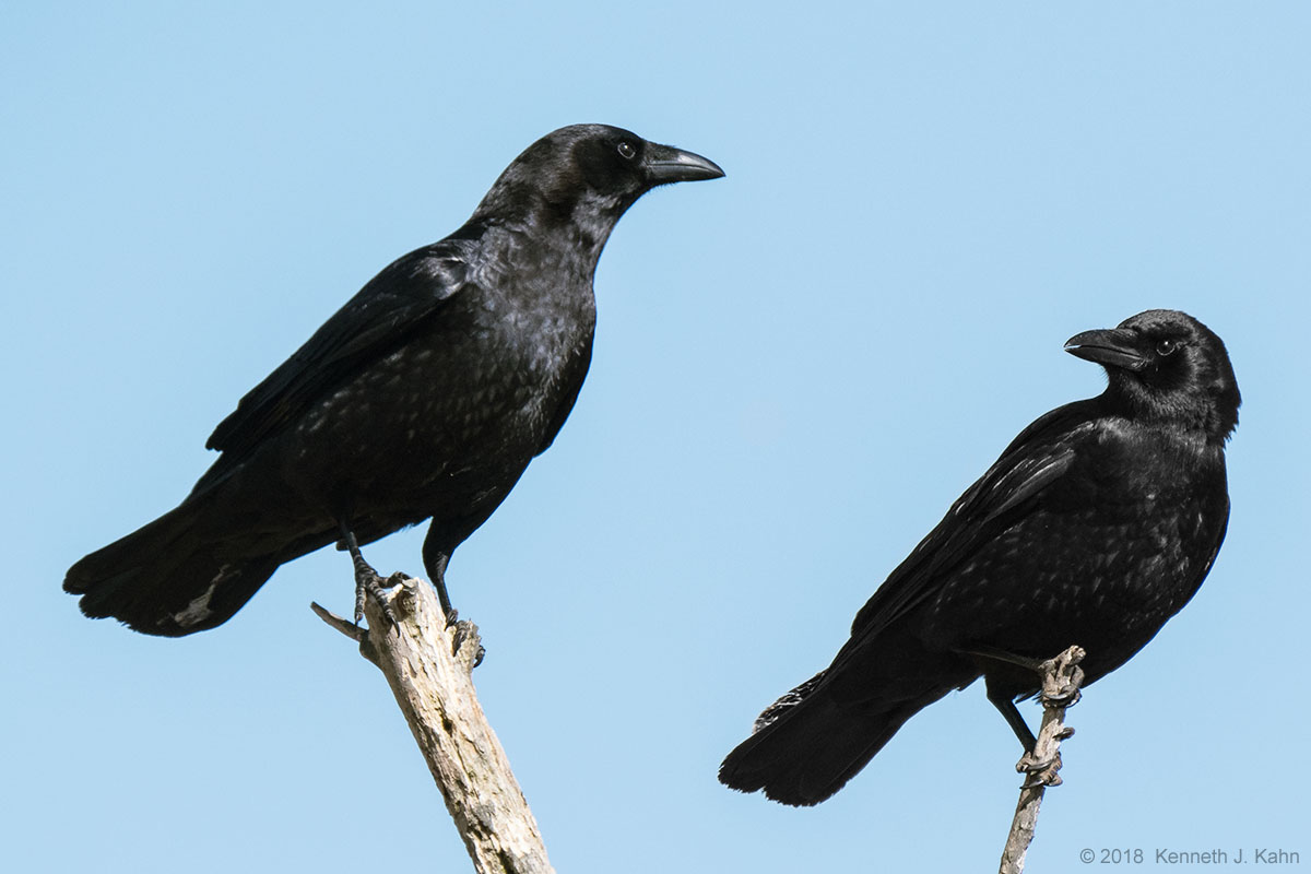 crows-3.jpg