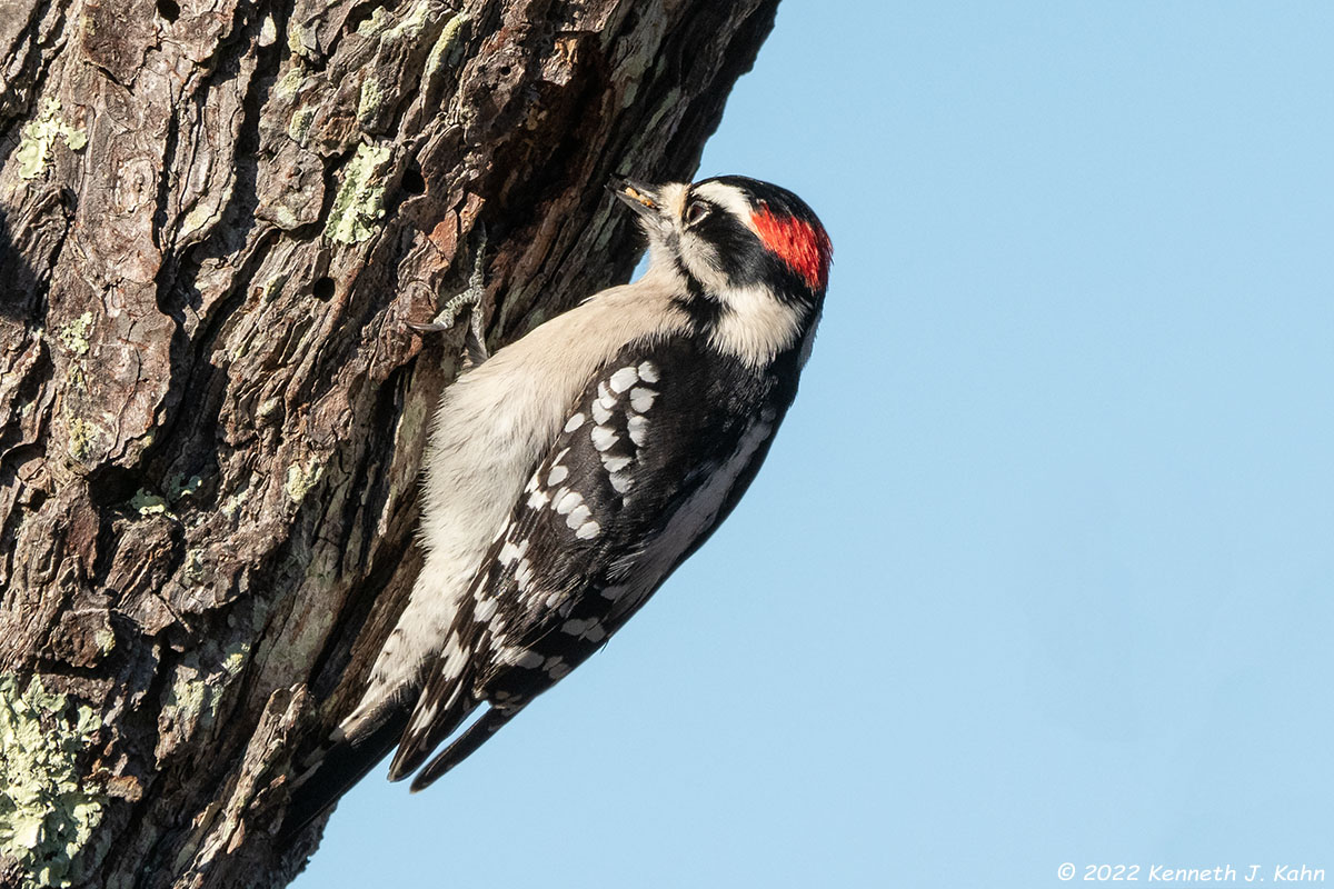 d_woodpecker-9.jpg
