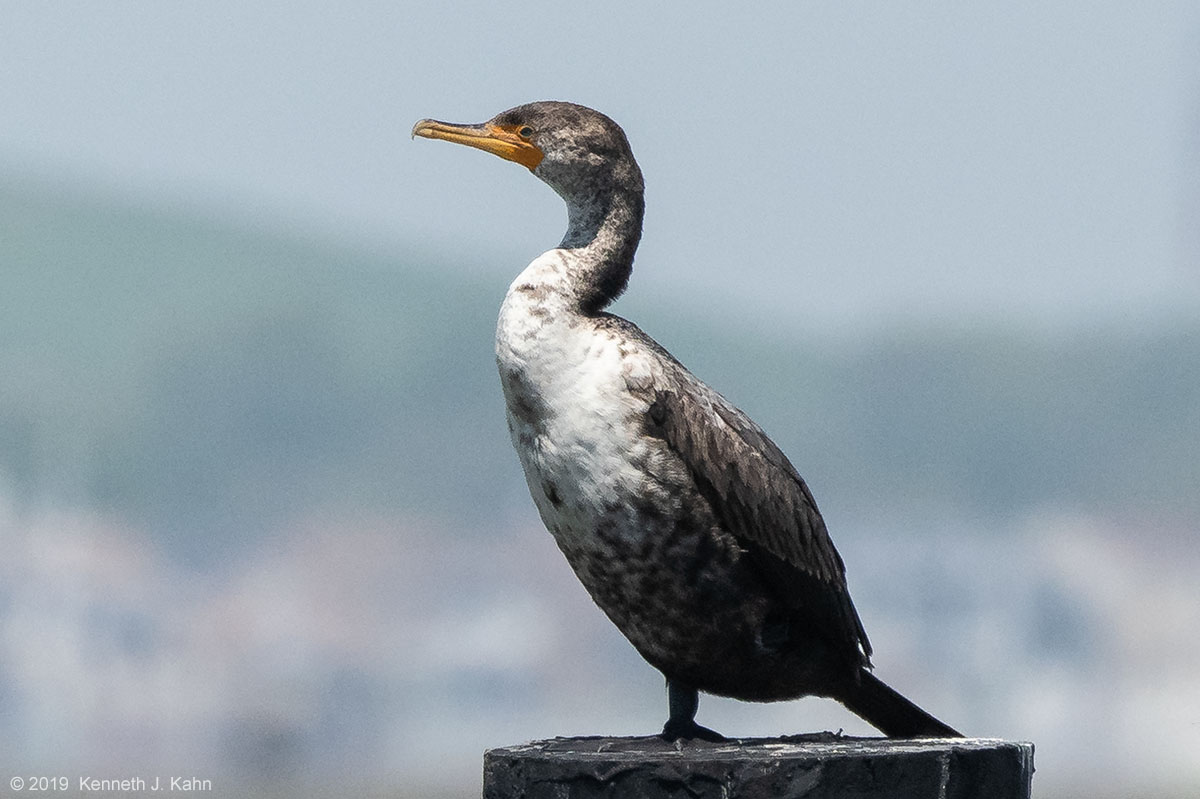 dc_cormorant-08.jpg