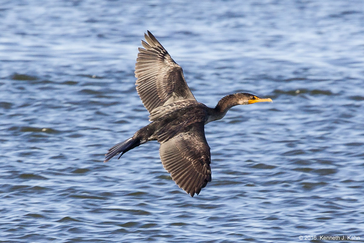 dc_cormorant-1.jpg