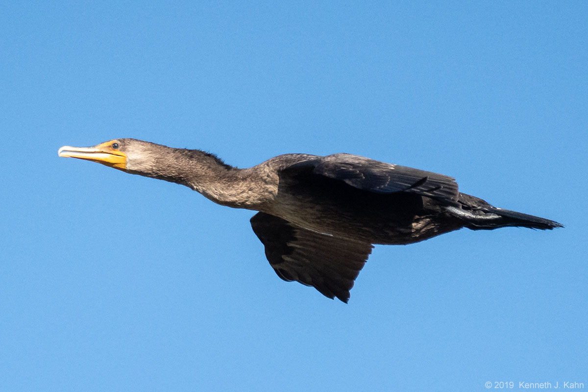 dc_cormorant-10.jpg