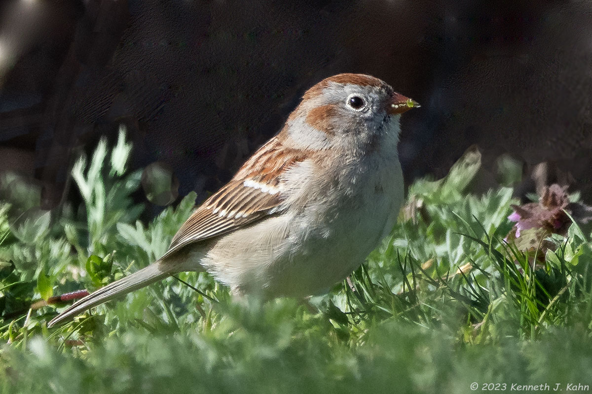 field_sparrow-02.jpg