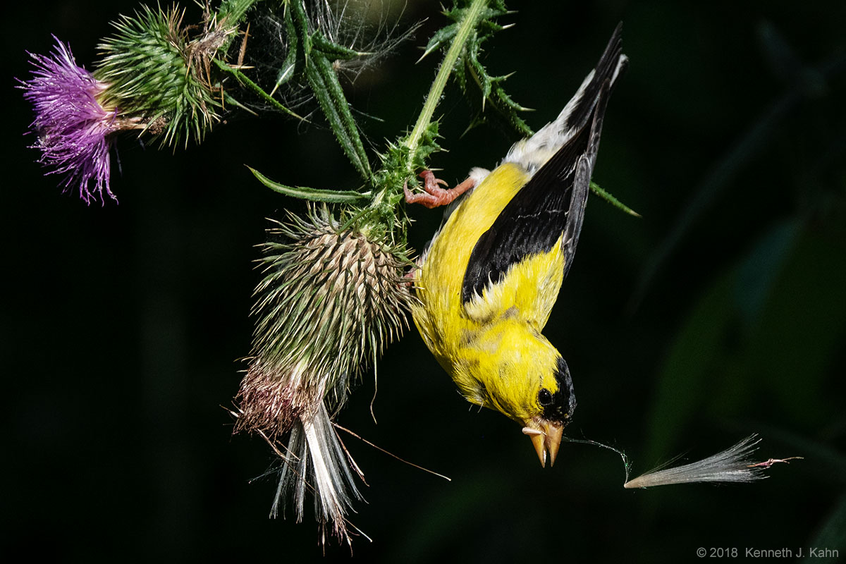 goldfinch-09.jpg