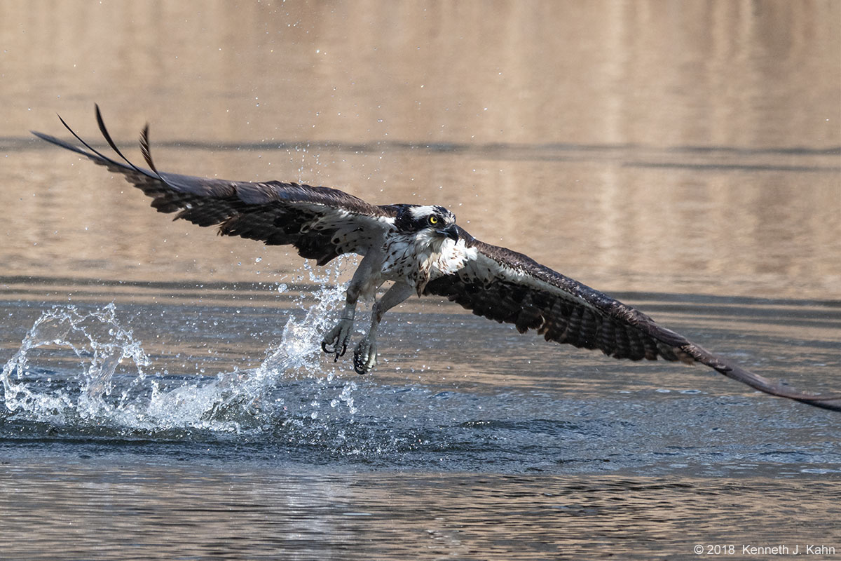 osprey-30.jpg