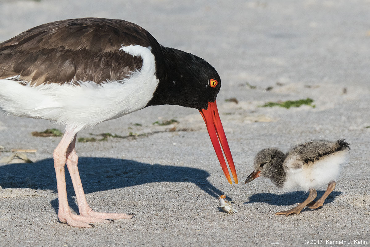 oystercatcher-11.jpg