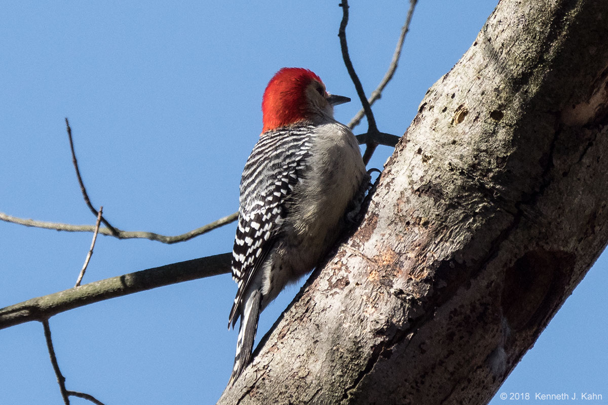 rb_woodpecker-4.jpg