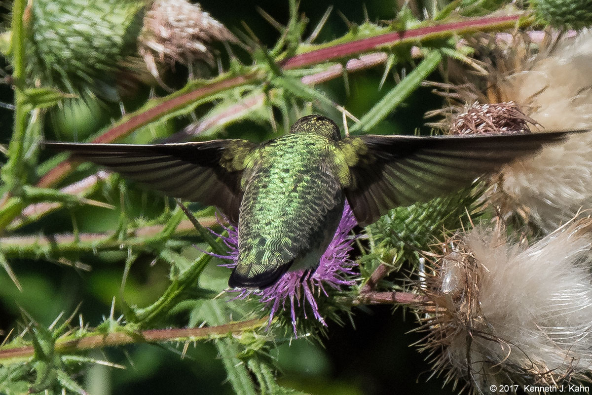 rt_hummingbird-03.jpg