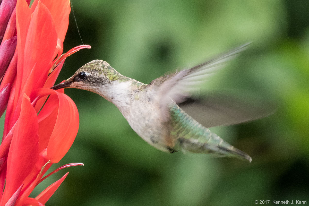 rt_hummingbird-06.jpg