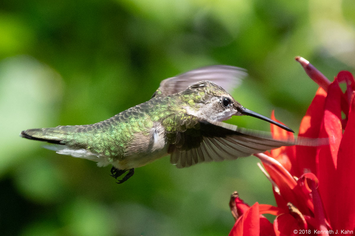 rt_hummingbird-07.jpg