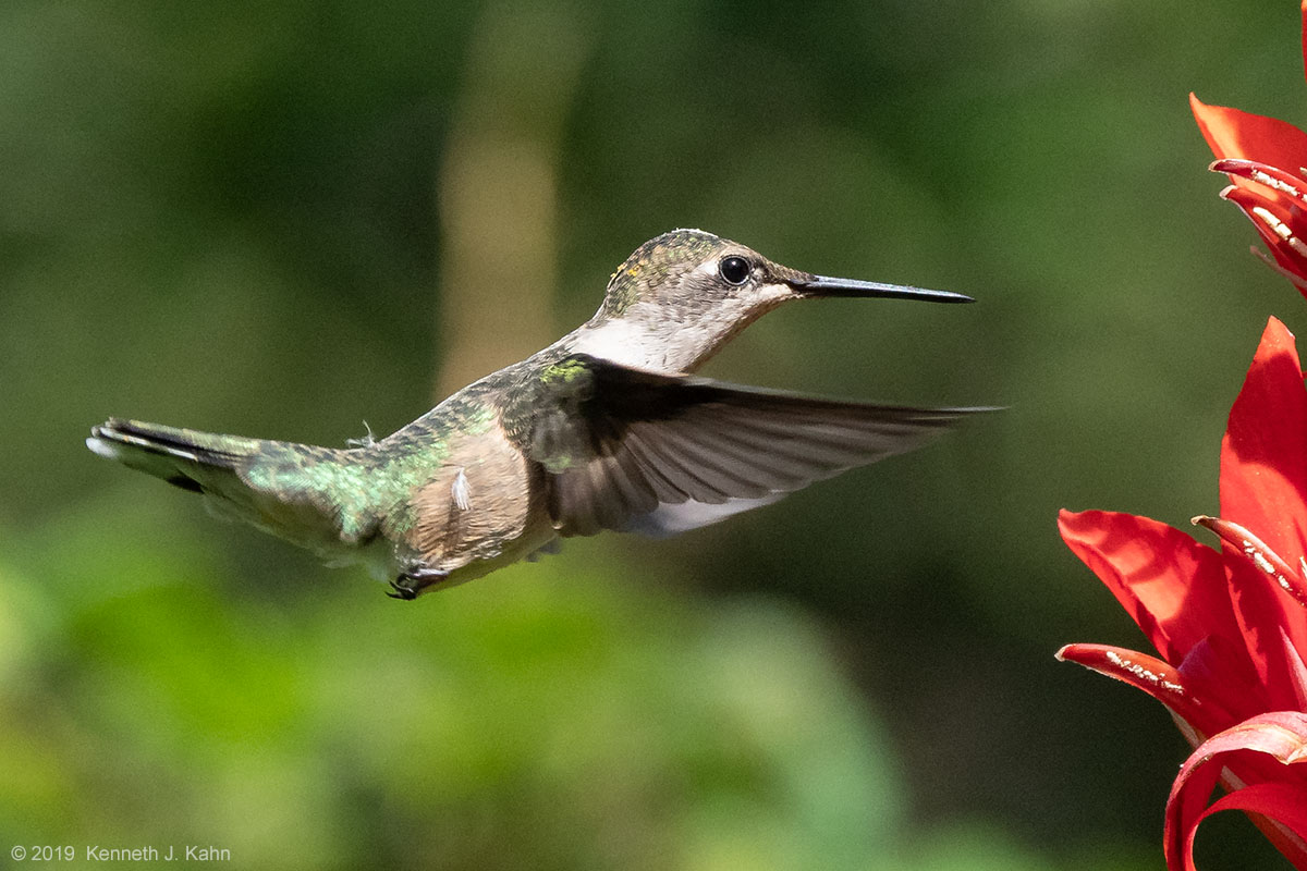 rt_hummingbird-10.jpg