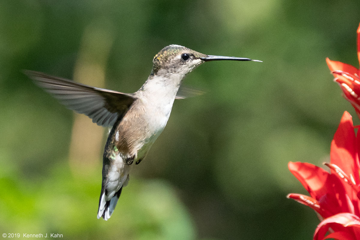 rt_hummingbird-11.jpg