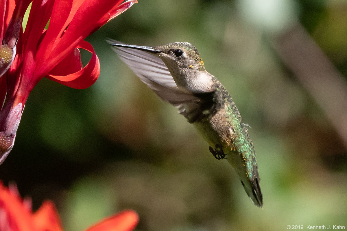 rt_hummingbird-12.jpg