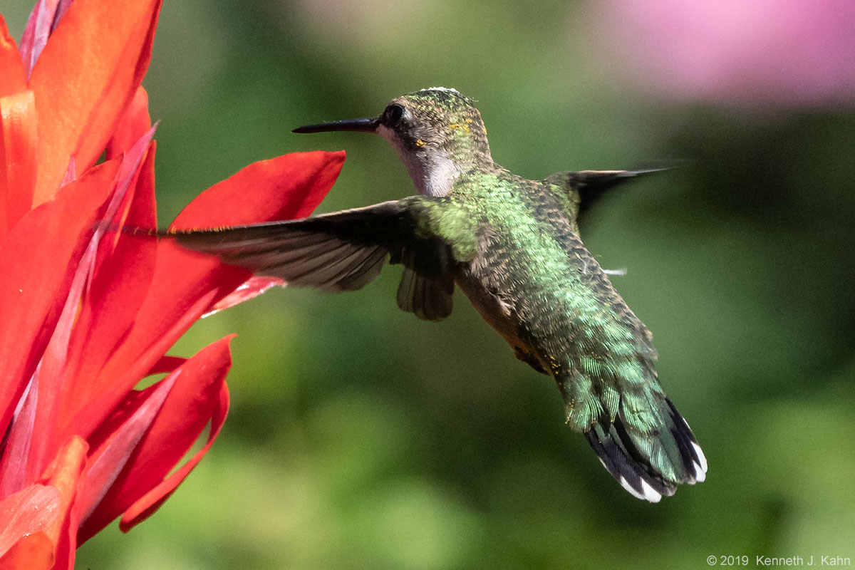 rt_hummingbird-13.jpg