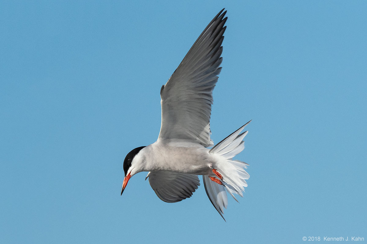 tern-23.jpg