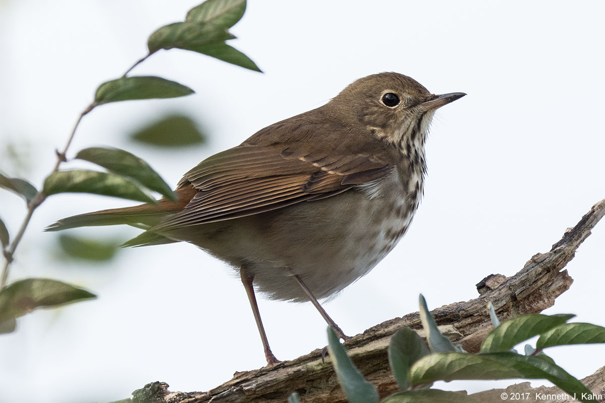 thrush-1.jpg