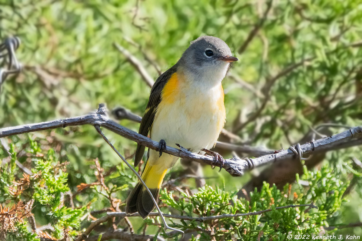 a_redstart-11.jpg