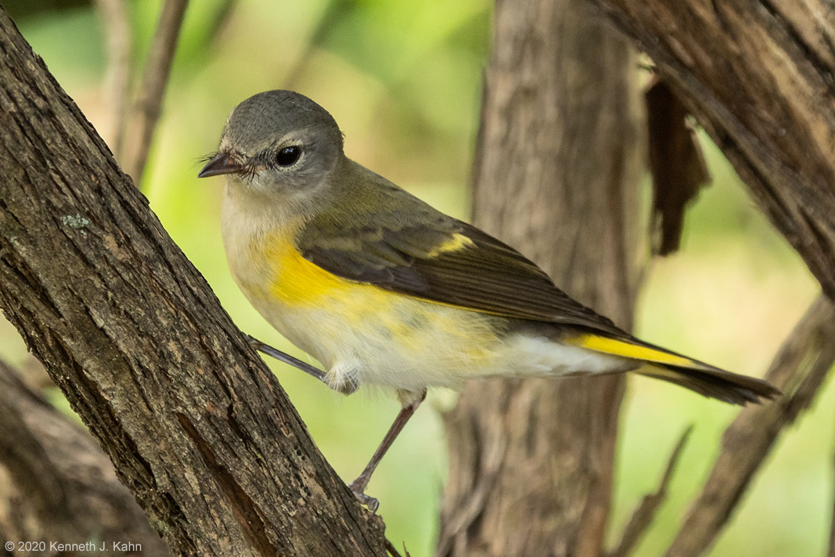 a_redstart-7.jpg