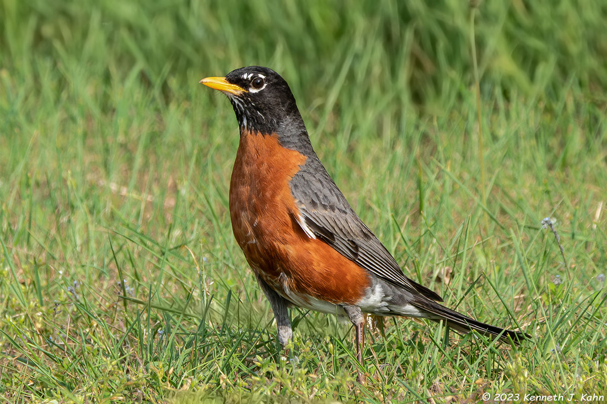 a_robin-11.jpg