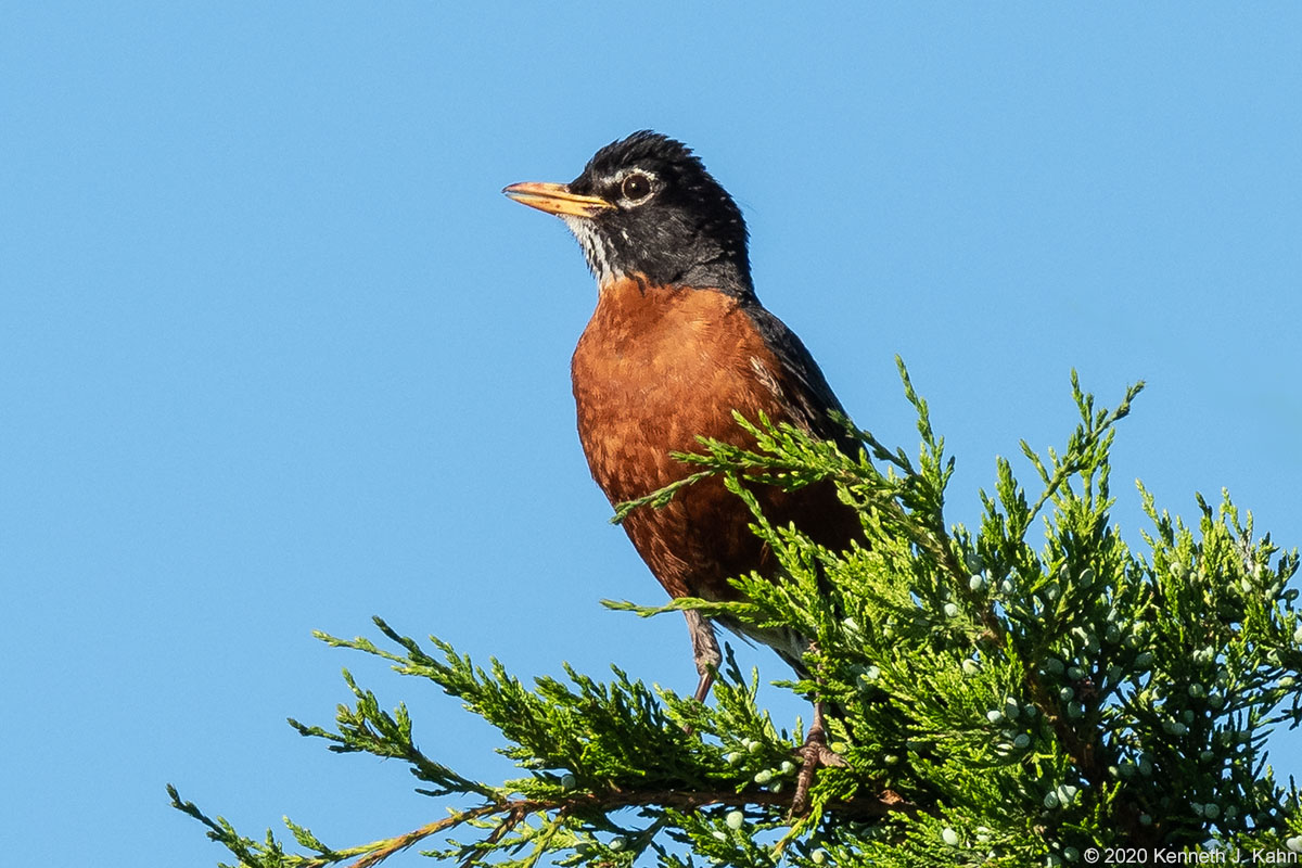 a_robin-8.jpg