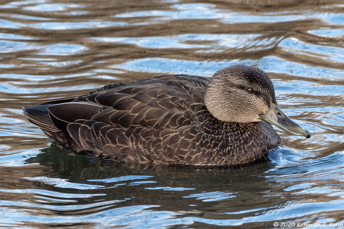 b_duck-04.jpg