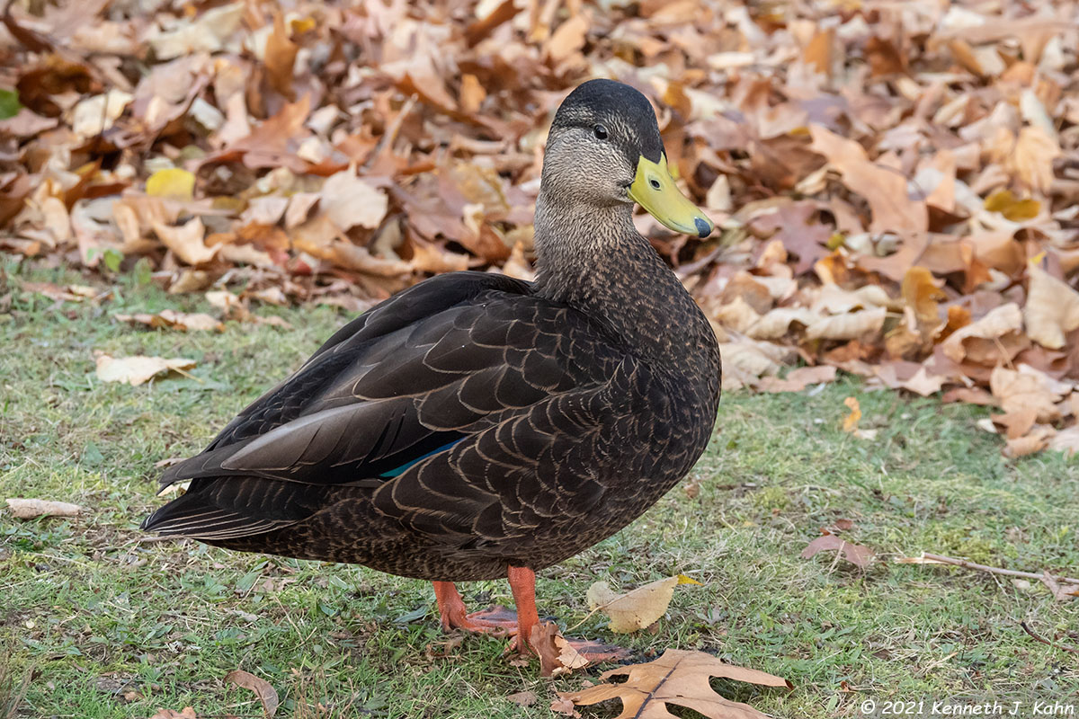 b_duck-06.jpg