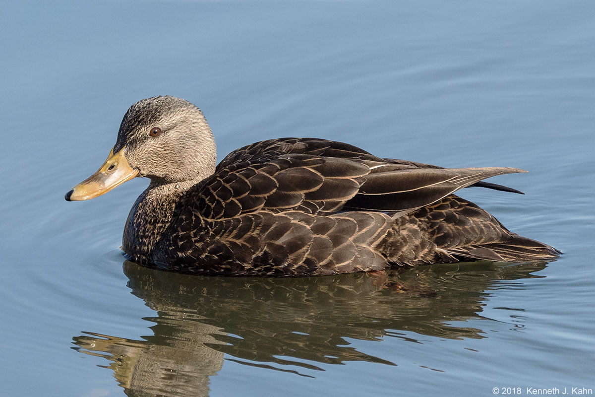 b_duck-3.jpg