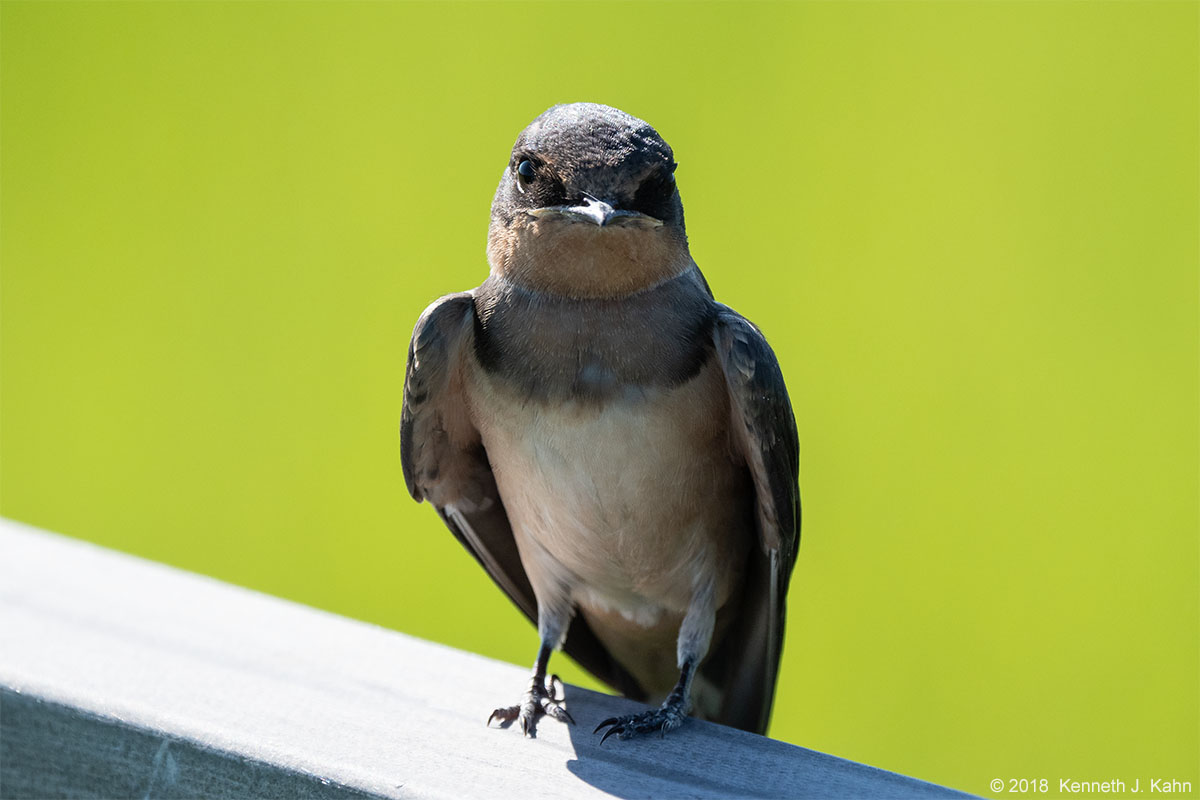 barn_swallow-10.jpg