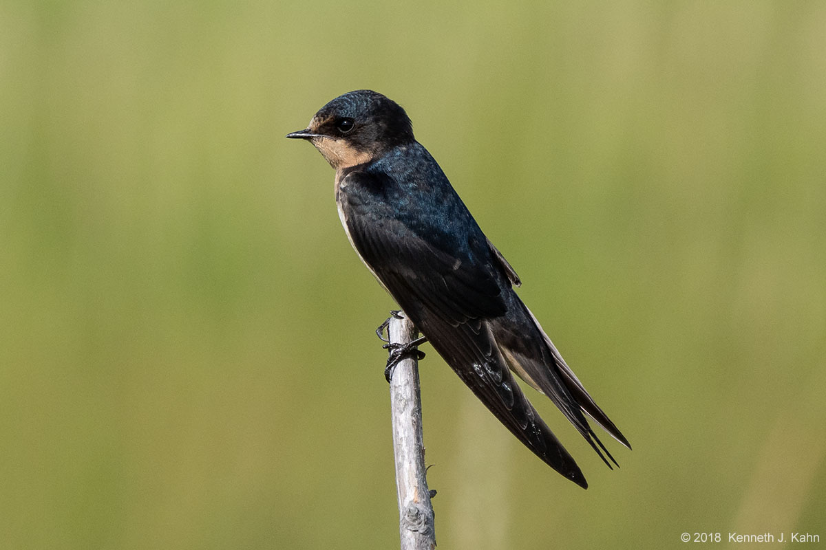 barn_swallow-12.jpg