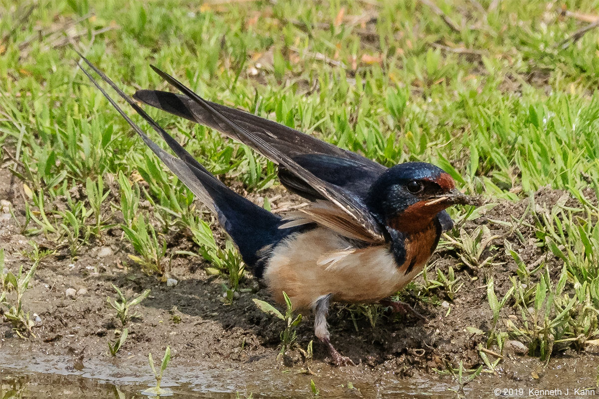 barn_swallow-13.jpg
