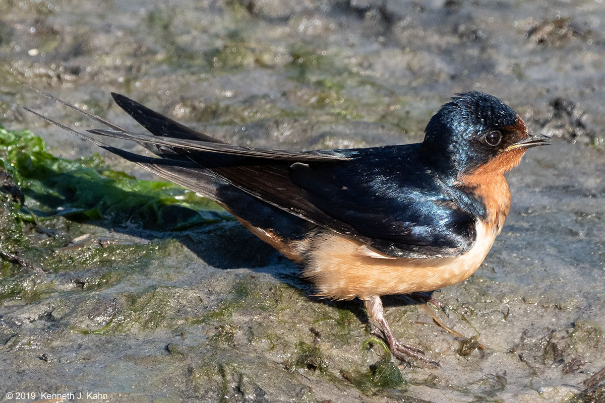 barn_swallow-15.jpg