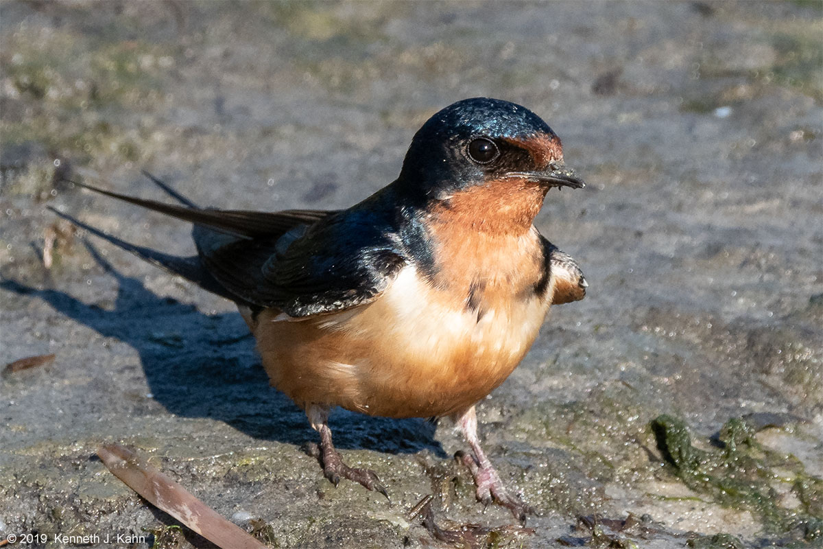 barn_swallow-16.jpg