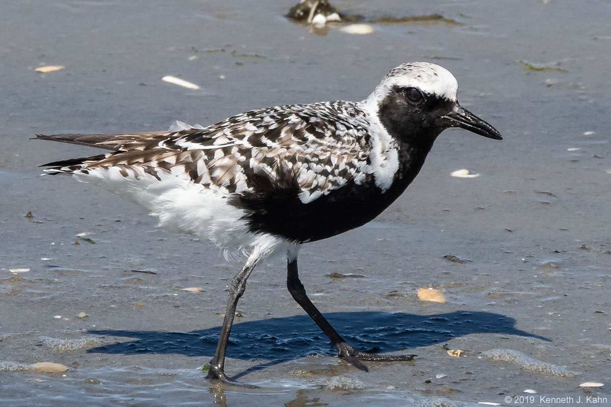 bb_plover-10b.jpg