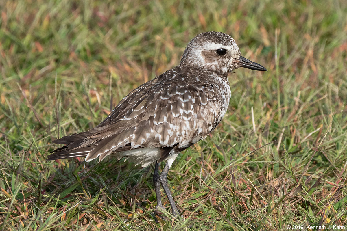 bb_plover-11.jpg