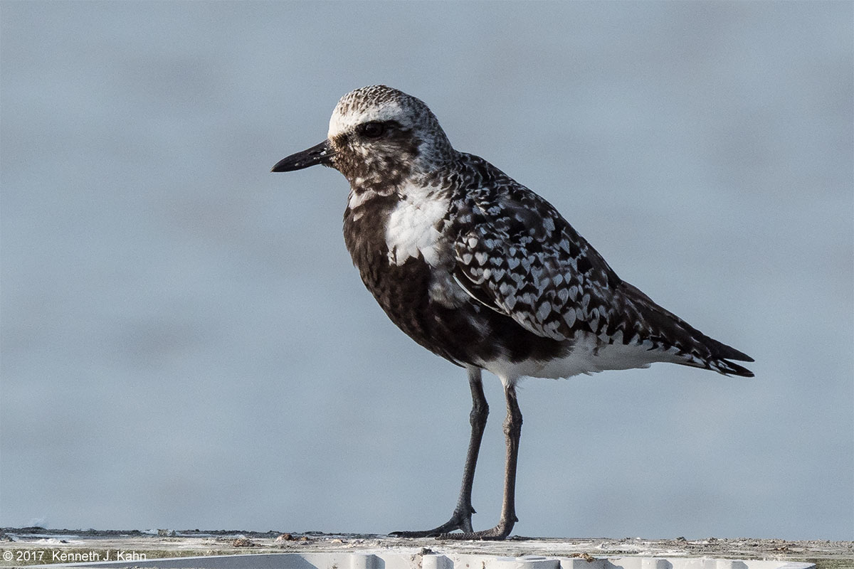 bb_plover-5.jpg