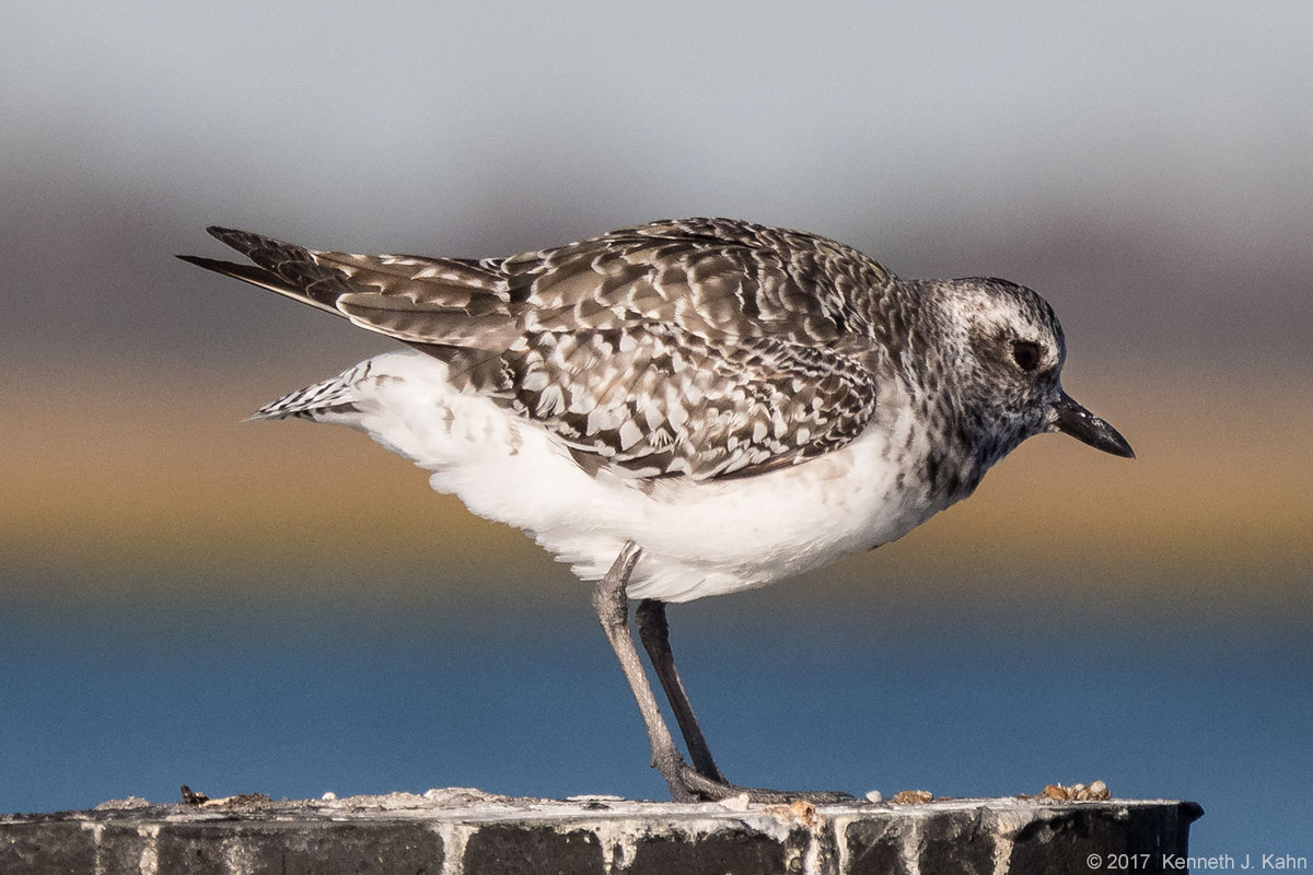 bb_plover-6.jpg