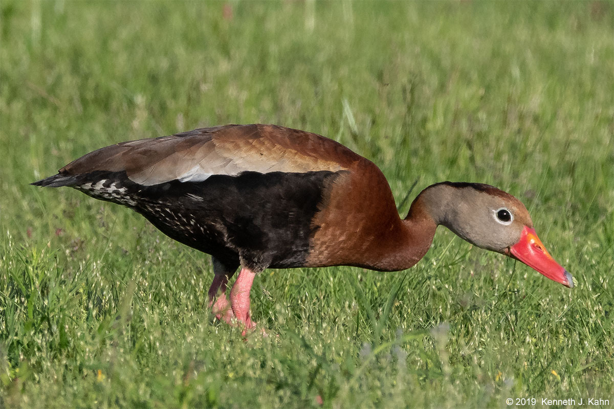 bbw_duck-01.jpg