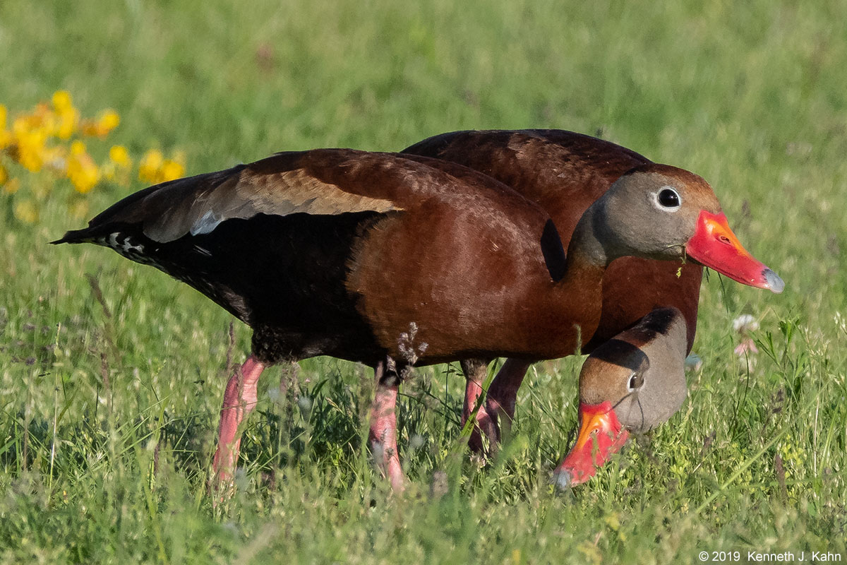 bbw_duck-03.jpg
