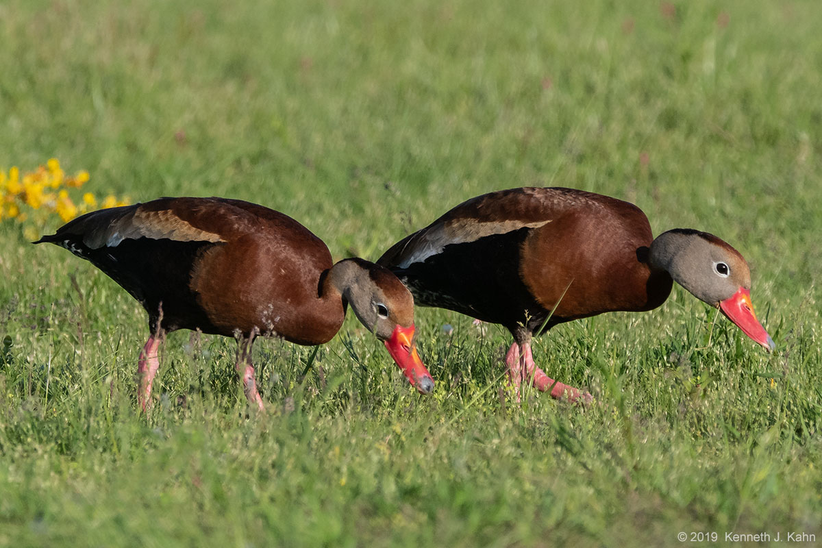 bbw_duck-04.jpg