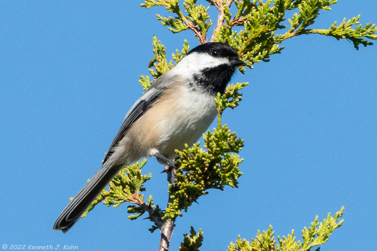 bc_chickadee-05.jpg
