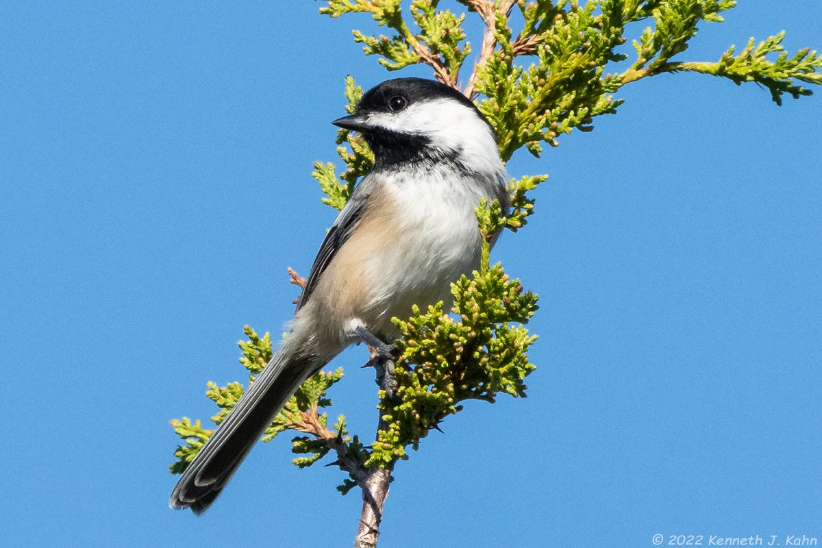 bc_chickadee-06.jpg