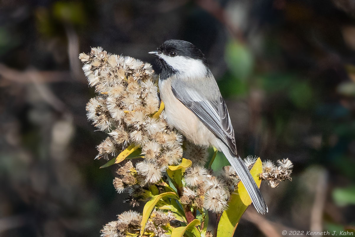 bc_chickadee-07.jpg