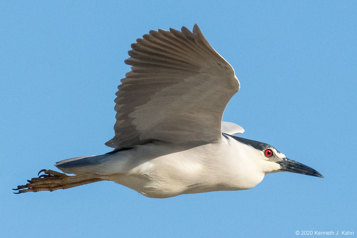 bc_night_heron-16.jpg